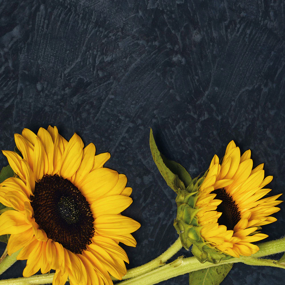 Kit Autocultivo Girasoles | Cultiva Flores Grandes Y Luminosas En Casa - Image 4