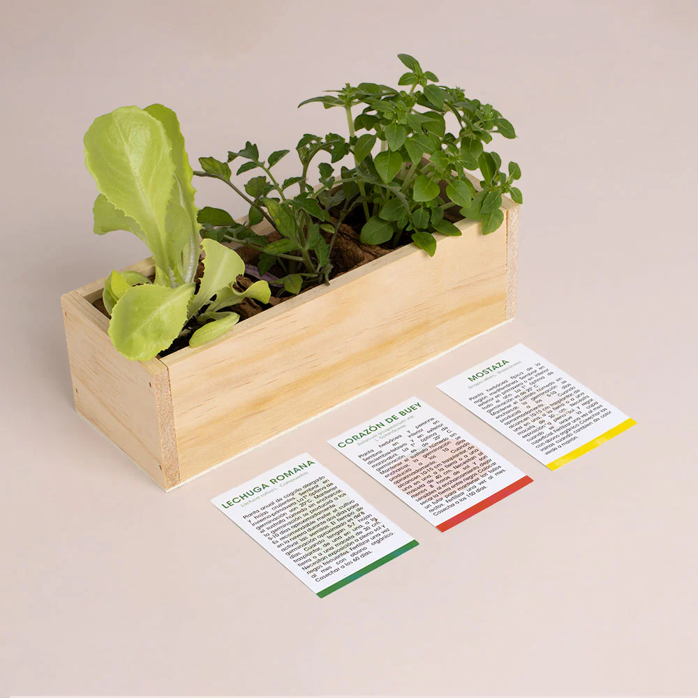 Kit Autocultivo Hamburguesa | Cultiva Lechuga, Tomate Corazón De Buey Y Mostaza En Casa | Regalo Gourmet - Image 3