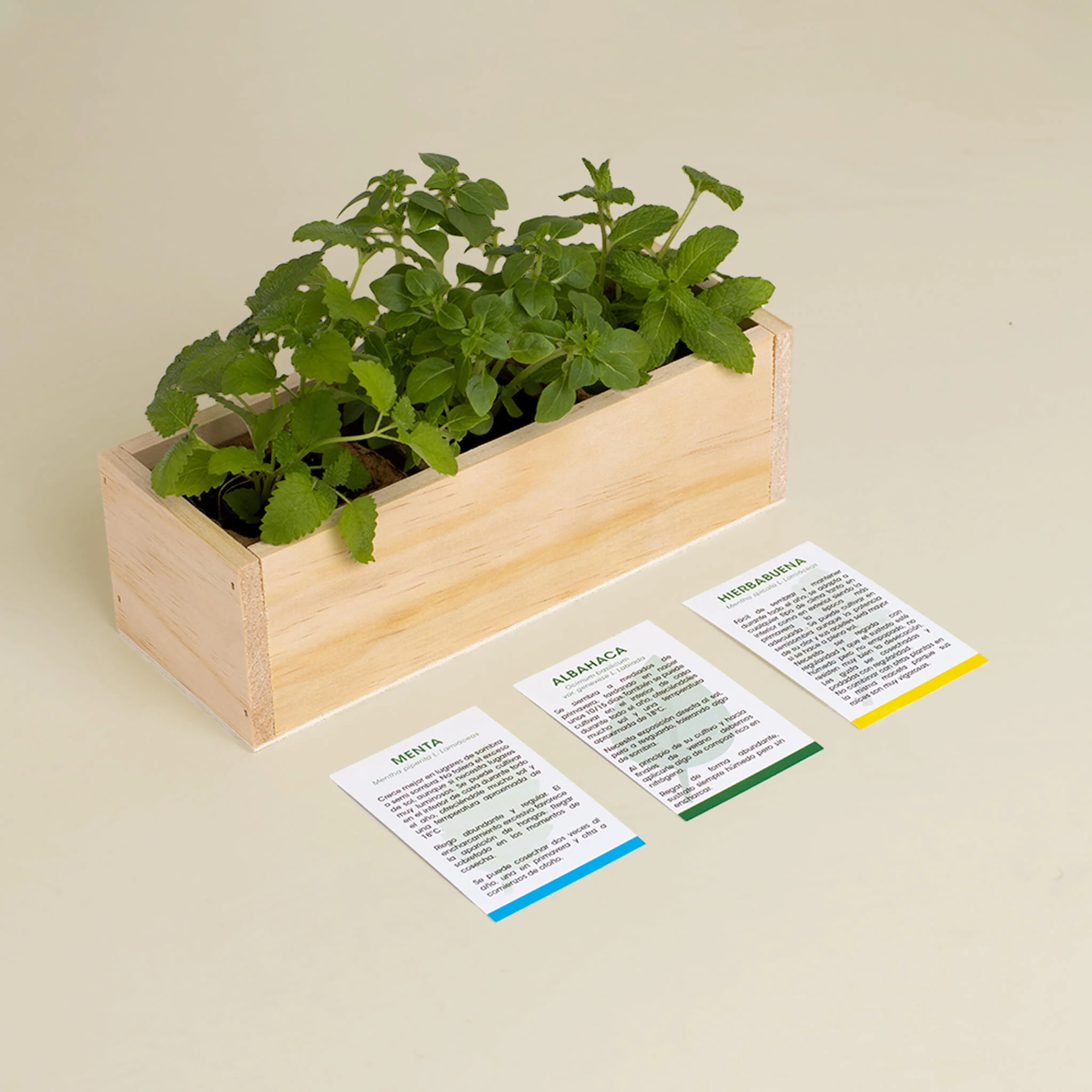 Kit Autocultivo Mojito | Cultiva Menta, Albahaca Y Hierbabuena En Casa | Regalo Original Para Cócteles - Image 4