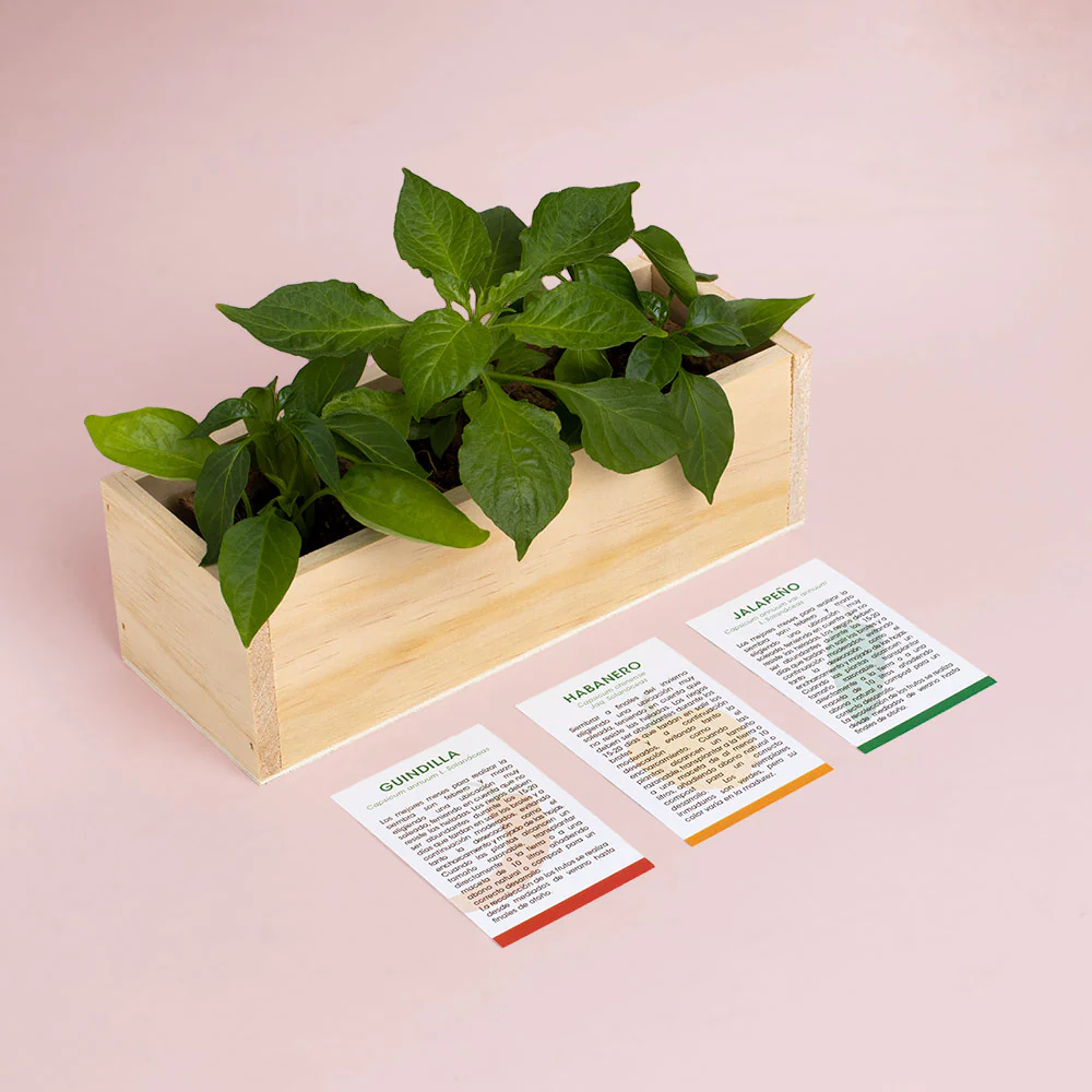 Kit Autocultivo Picantes | Cultiva Guindilla, Habanero Y Jalapeño En Casa| Regalo Gourmet - Image 3