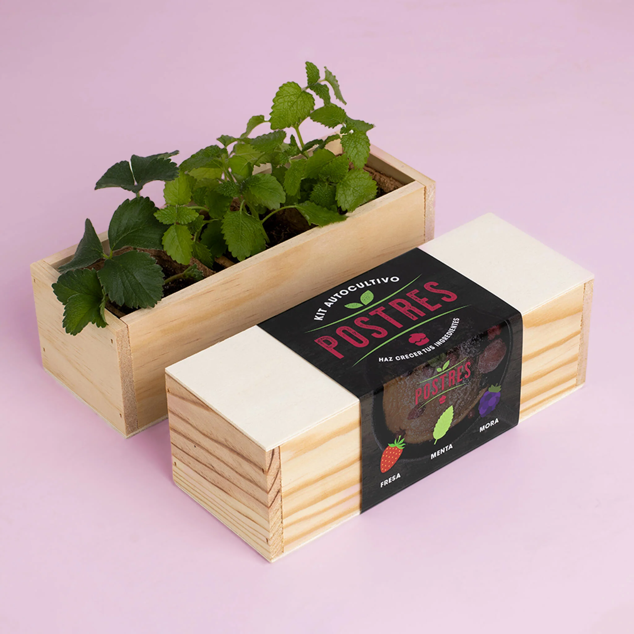 Kit Autocultivo Postres | Cultiva Fresa, Menta Y Mora En Casa | Ideal Para Repostería Y Smoothies | Regalo Dulce - Image 2