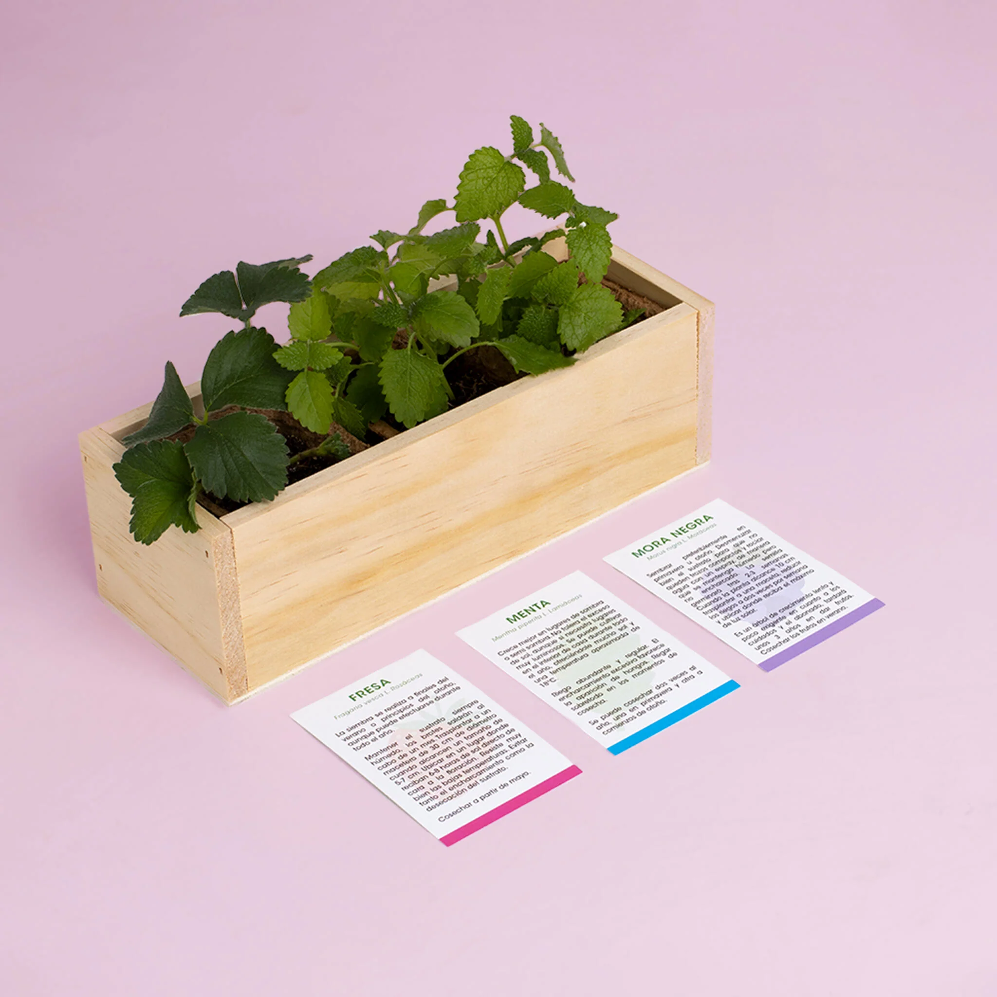 Kit Autocultivo Postres | Cultiva Fresa, Menta Y Mora En Casa | Ideal Para Repostería Y Smoothies | Regalo Dulce - Image 4