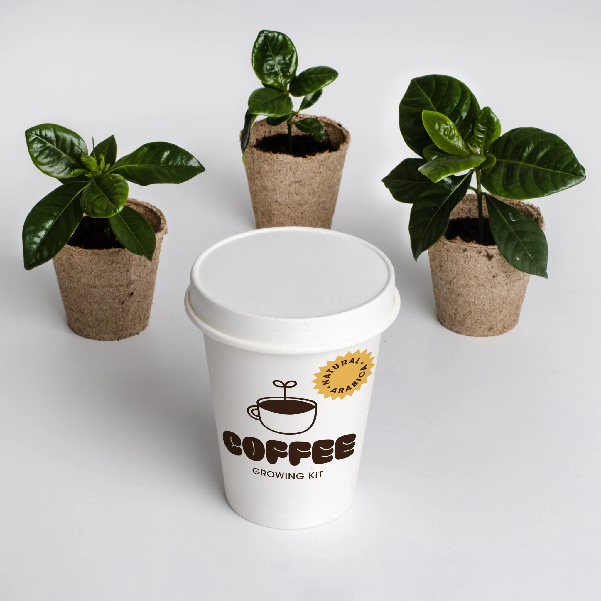 Kit Cultivo De Café | Cultiva Tu Propio Cafeto En Casa | Regalo Original Para Amantes Del Café - Image 3