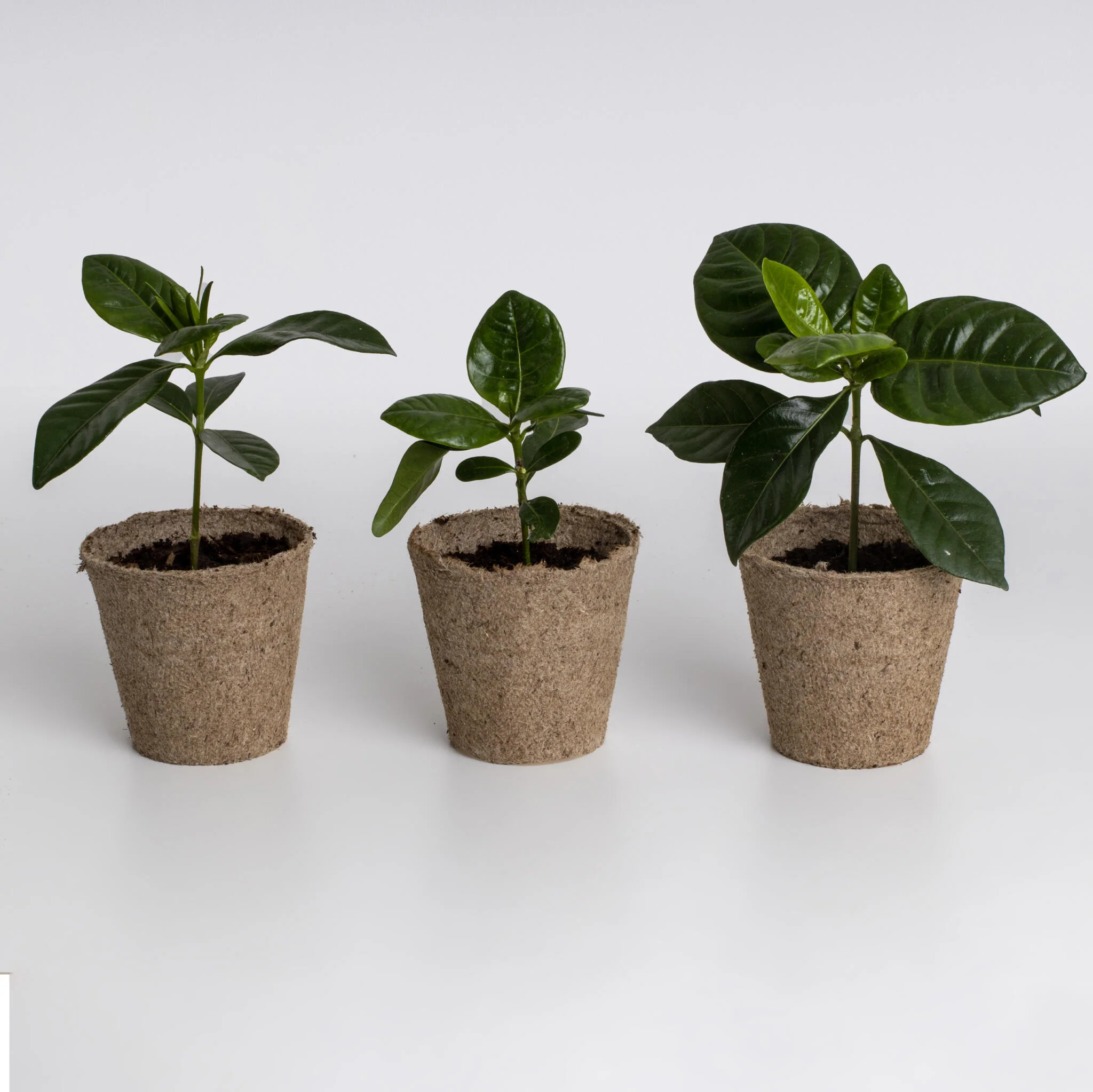 Kit Cultivo De Café | Cultiva Tu Propio Cafeto En Casa | Regalo Original Para Amantes Del Café - Image 4