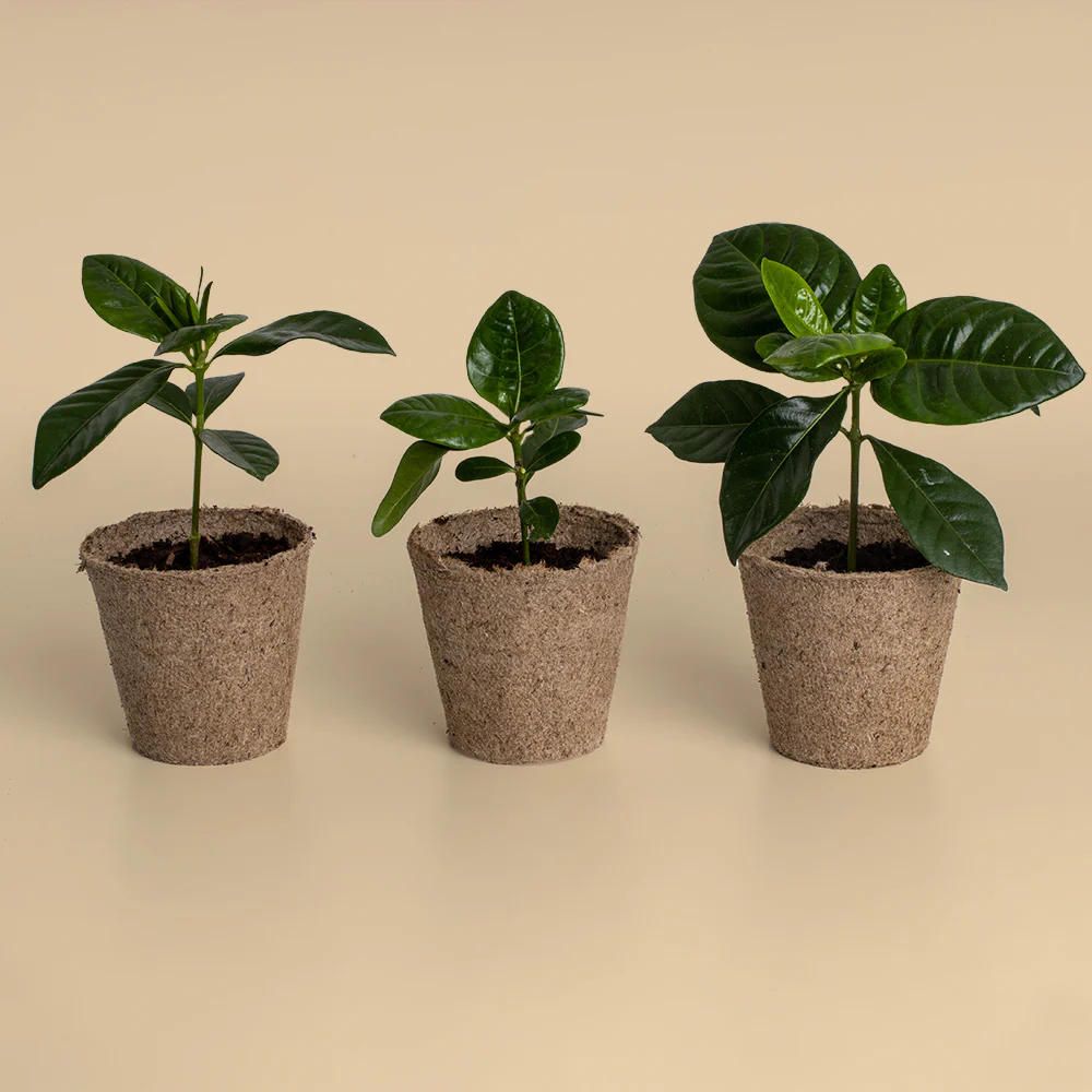 Kit Cultivo De Café | Cultiva Tu Propio Cafeto En Casa | Regalo Original Para Amantes Del Café - Image 5