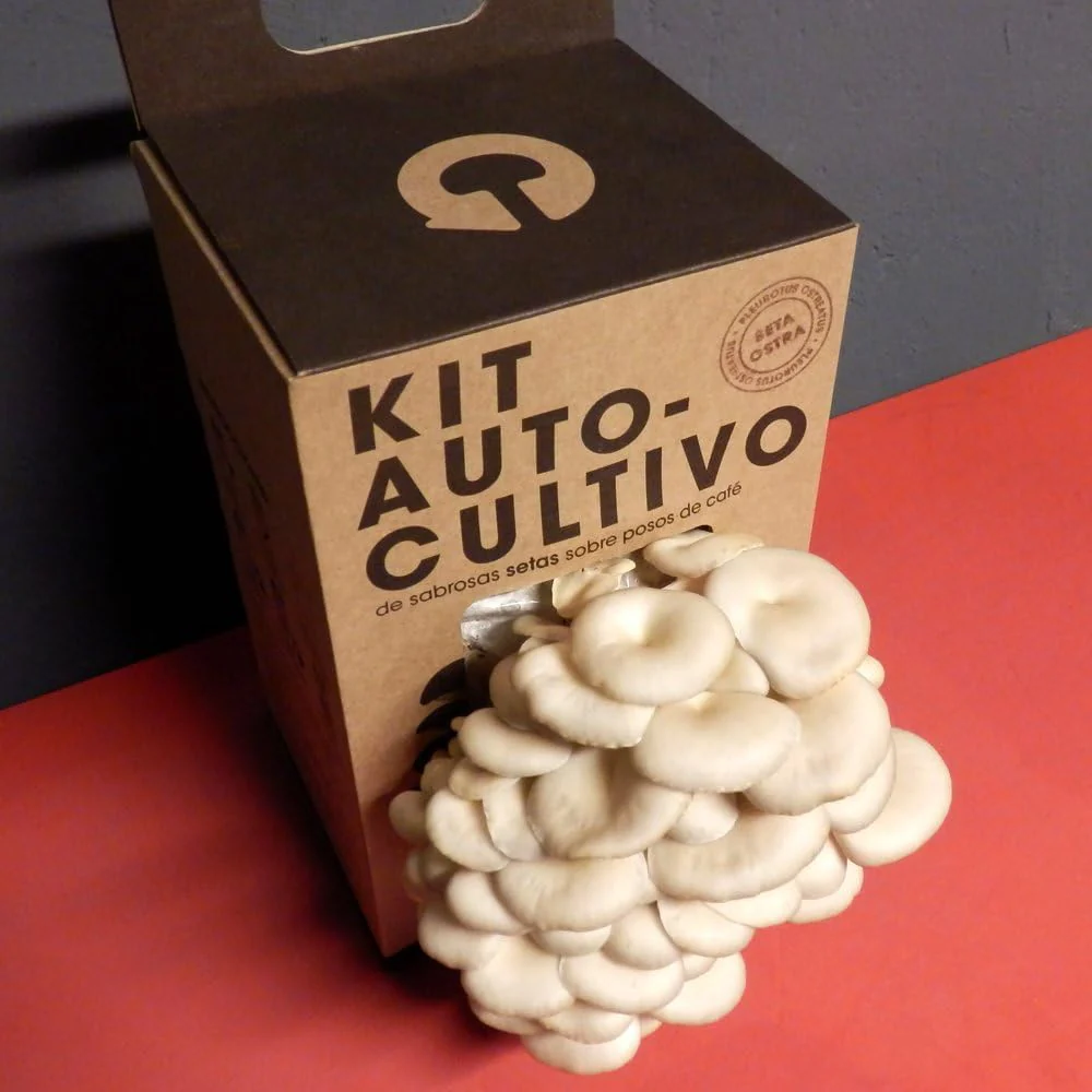 Kit Cultivo De Setas Ostra | Ingrediente Gourmet | Cultivo Fácil | Regalo Original | Resetea - Image 2