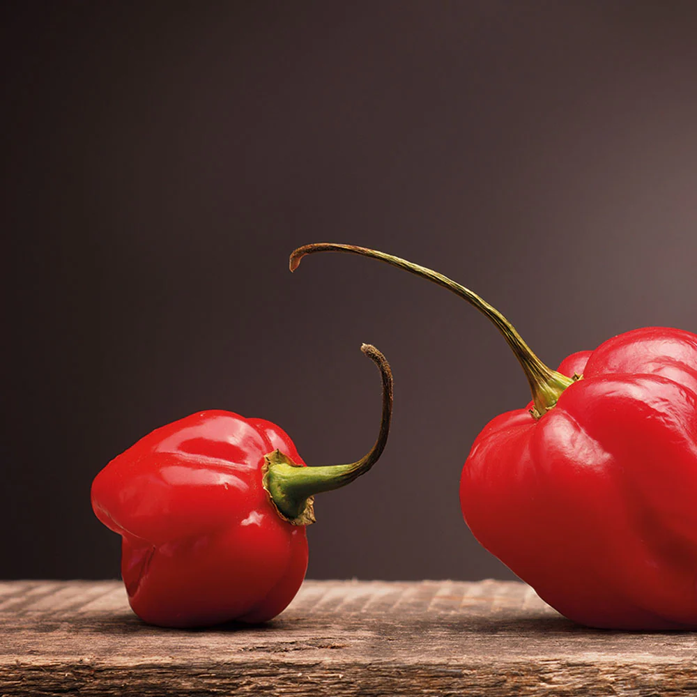 Kit De Autocultivo Habanero Red Caribbean | Pimiento Extra Picante (450.000 Shu) - Image 4