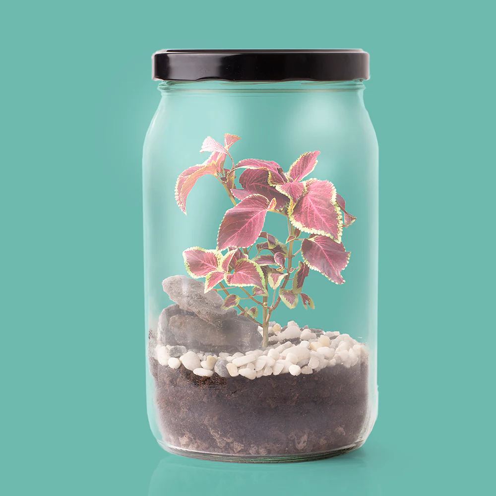 Kit Terrarium – Crea Tu Mini Jardín En Casa Con Plantas Y Ecosistema Natural | Regalo Decorativo Original - Image 3