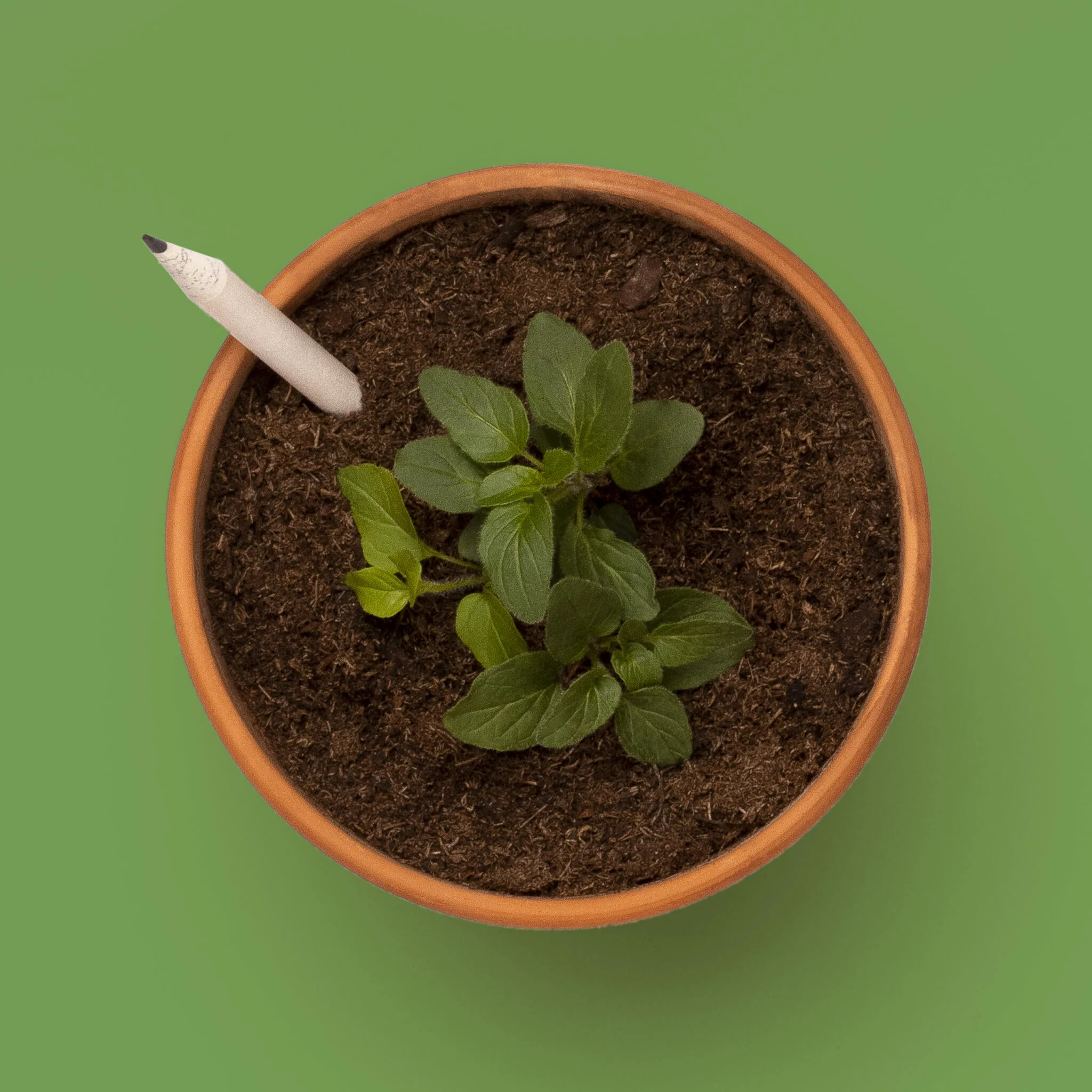 Lápiz Plantable De Albahaca | Escribe, Dibuja Y Plántalo - Image 3