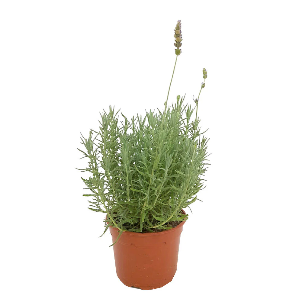 Lavanda Dentata M17 25cm