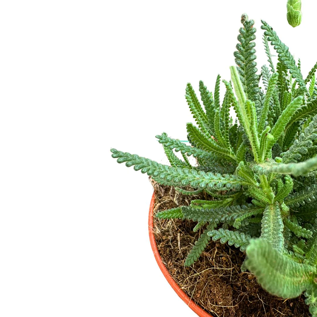 Lavanda Dentata Planta Ornamental Para Jardines Y Macetas (lavandula Dentata) Maceta 11cm - Image 2