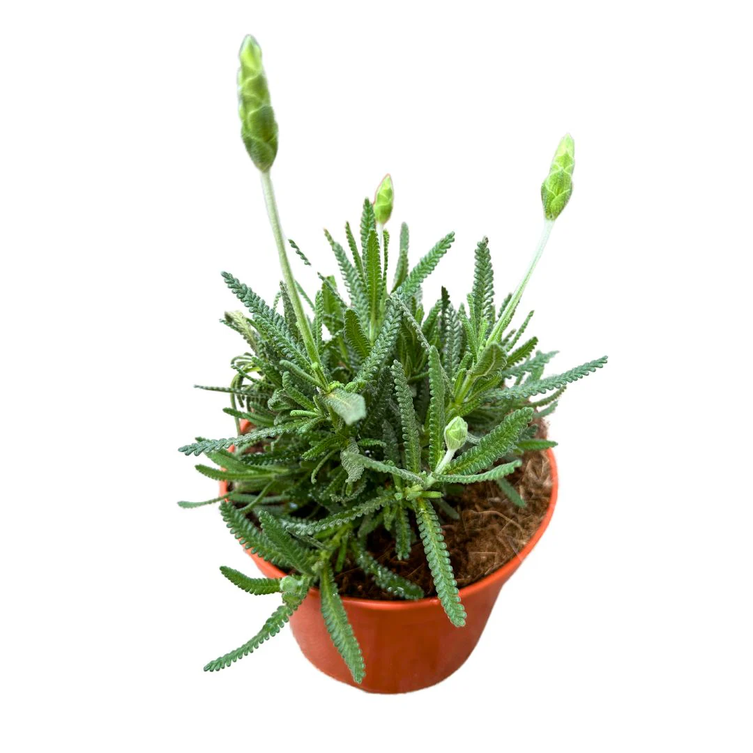 Lavanda Dentata Planta Ornamental Para Jardines Y Macetas (lavandula Dentata) Maceta 17cm