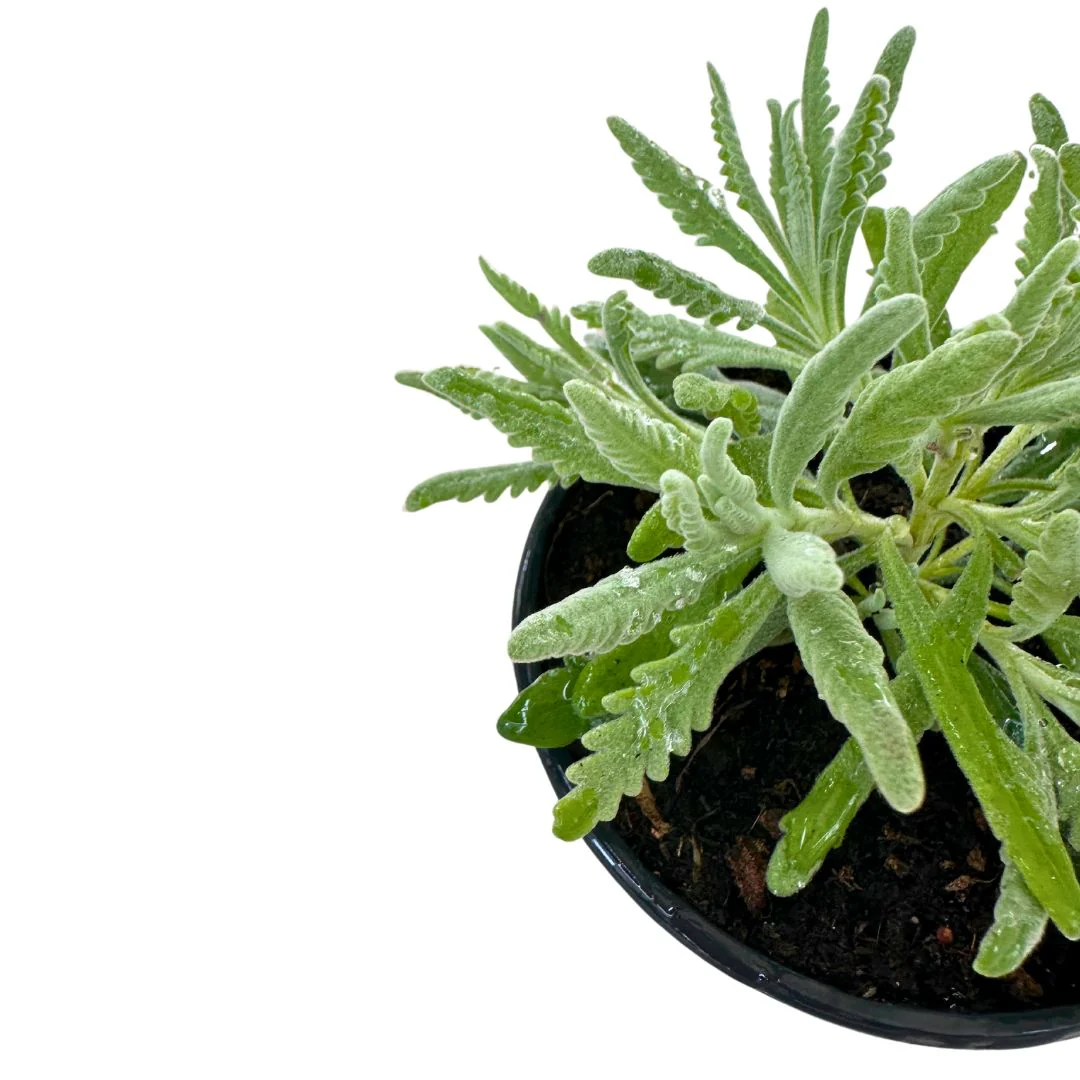 Lavanda Officinalis Planta Ornamental Para Jardines Y Macetas Maceta 11-13cm - Image 2