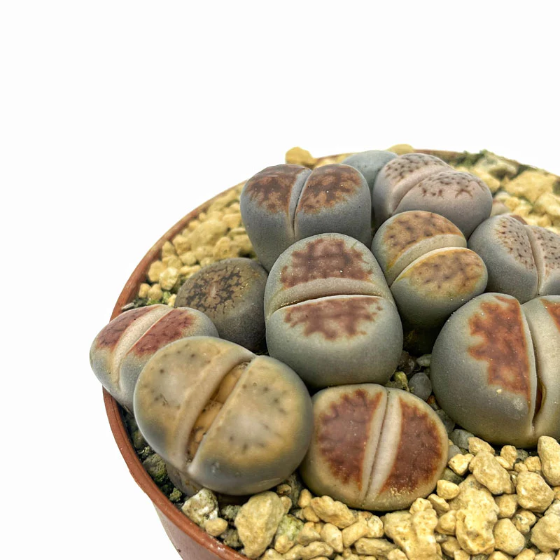 Lithops Cactus Y Suculentas M5,5 cm Ø - Image 2