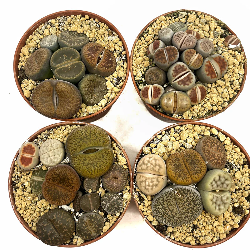 Lithops Cactus Y Suculentas M5,5 cm Ø - Image 3