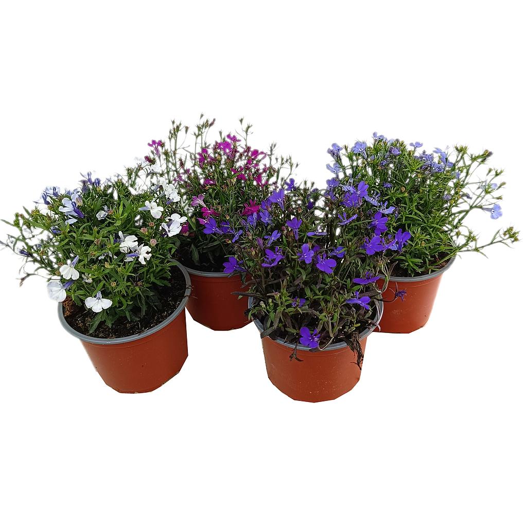 Lobelia M11