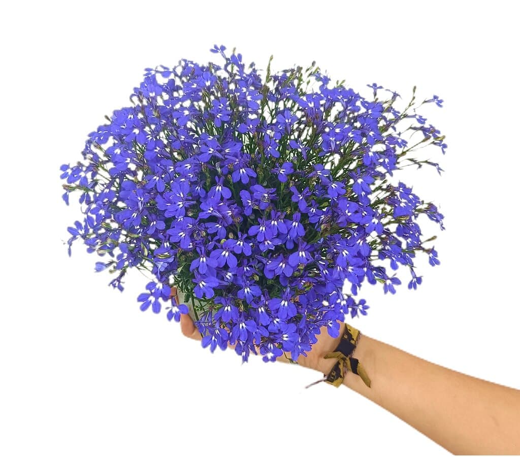 Lobelia M14