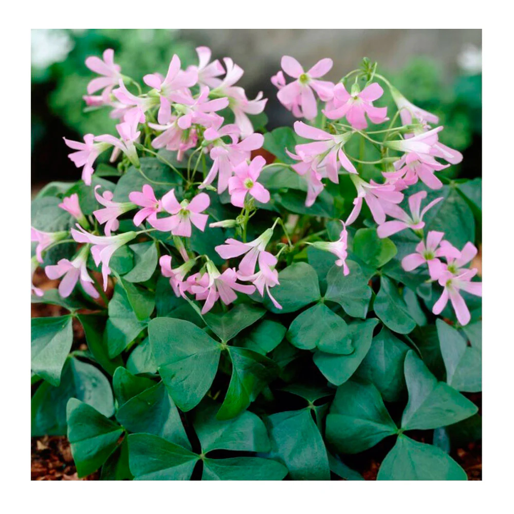 Lote 10 Bulbos Oxalis Amber Planta Mariposa