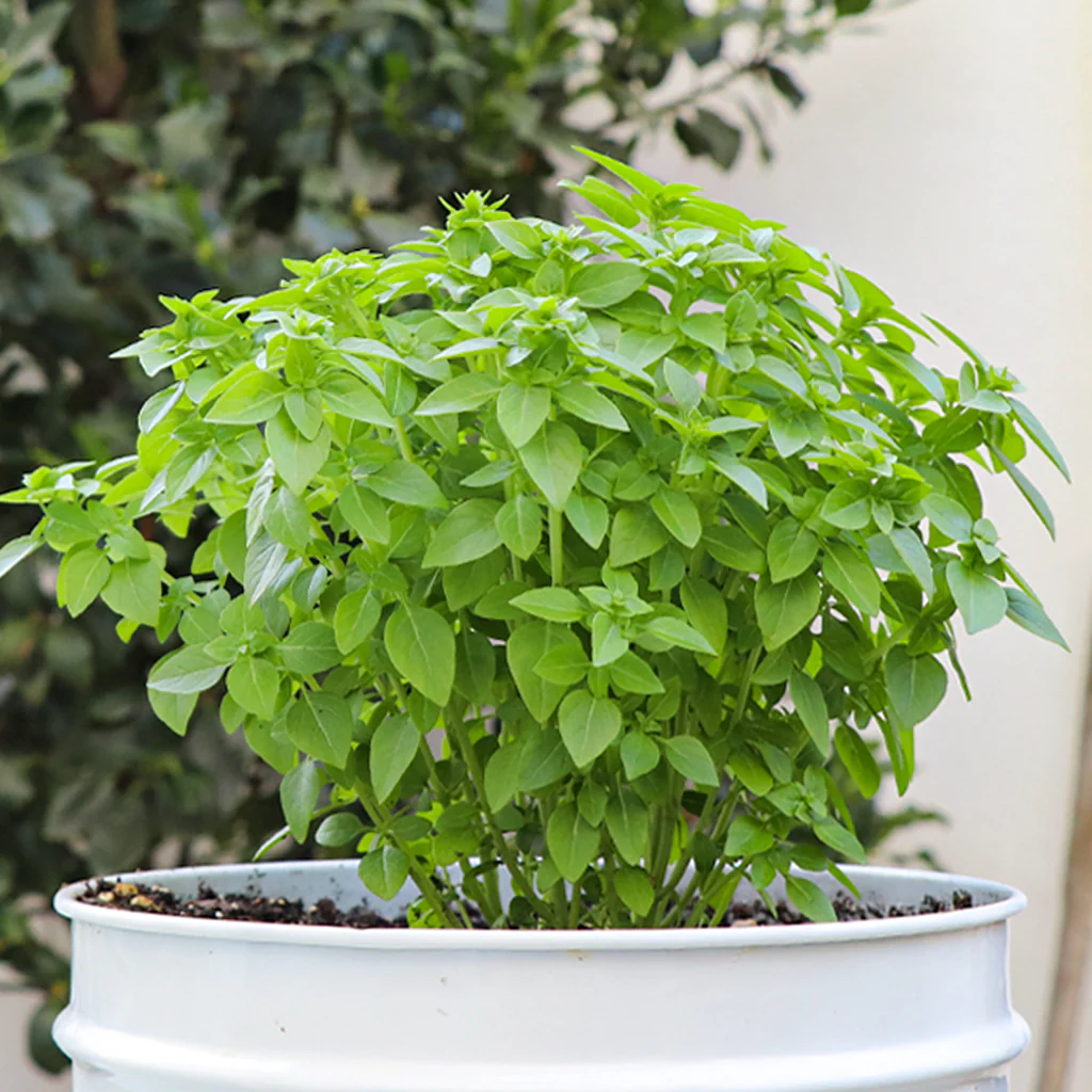 Maceta Albahaca De Hoja Pqueña 10,5 Cm - Plantabo - Image 2