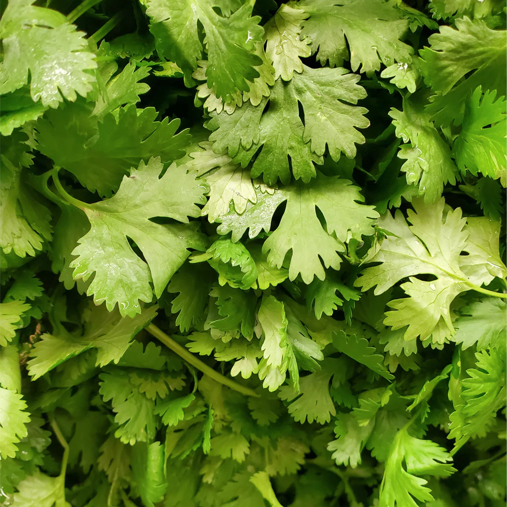 Maceta Cilantro 10,5 Cm - Plantabo - Image 2