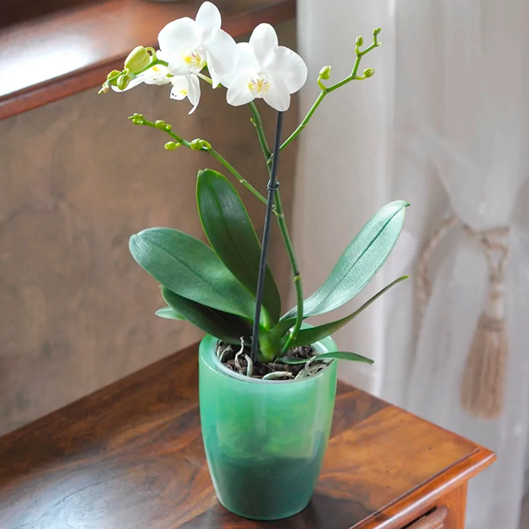 Maceta Coubi Orchid 1,5l., Dimensiones (mm) 132x132x160, Color Verde Transparente - Image 4
