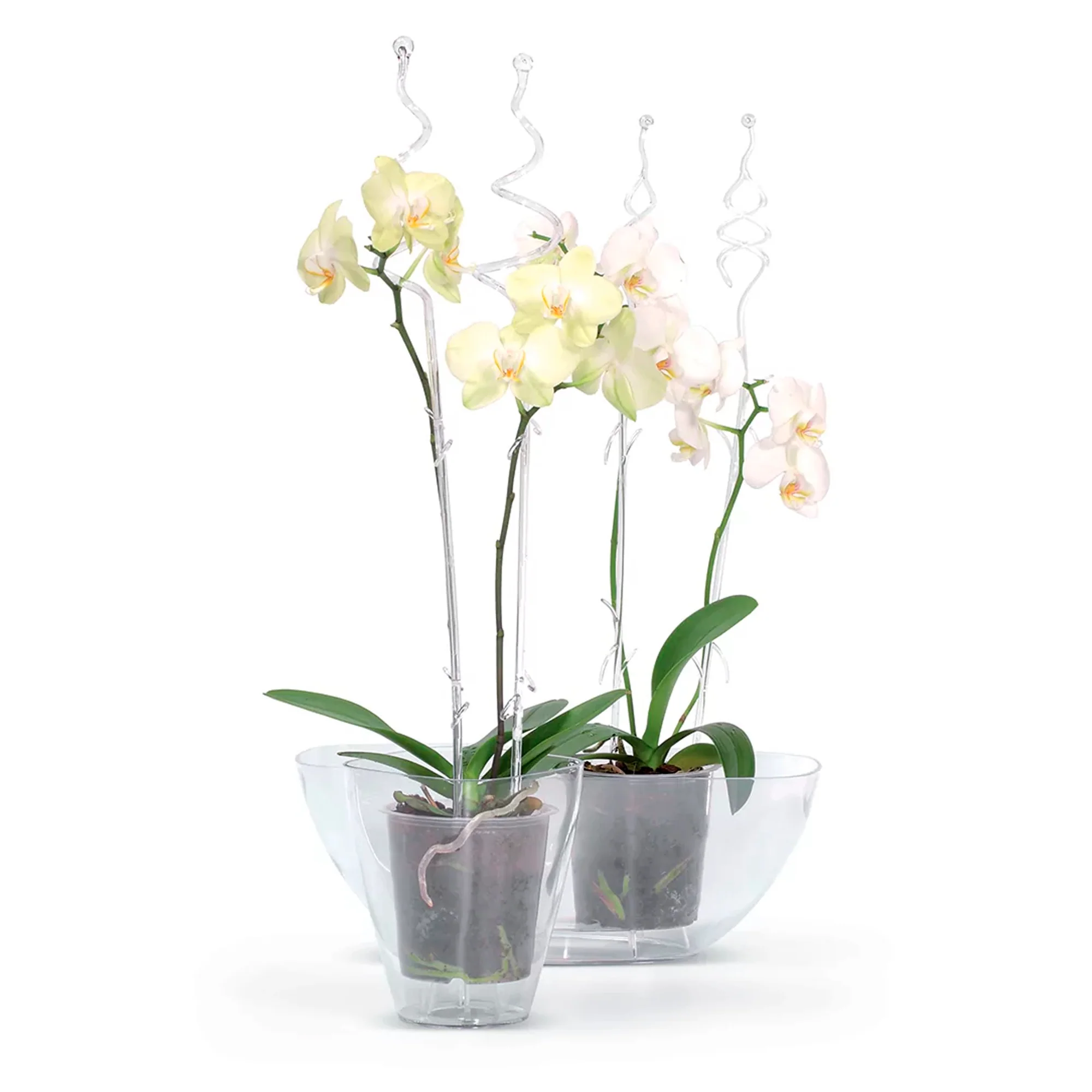 Maceta Coubi Orchid 3,8l., Dimensiones (mm) 360x150x132, Color Transparente - Image 4