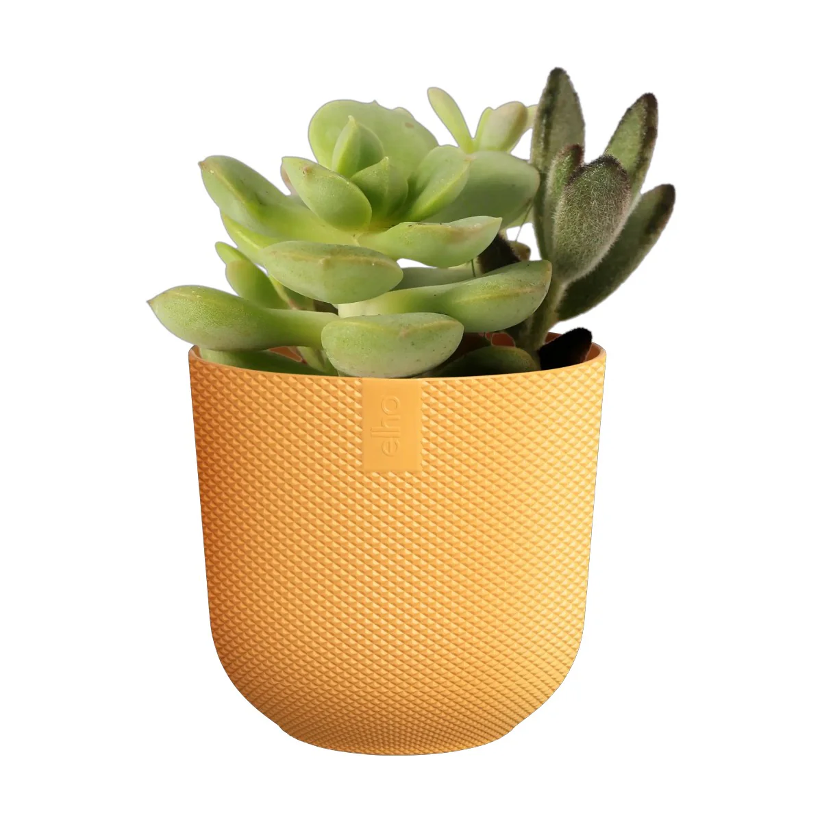 Maceta Amarillo Mostaza Jazz Round Mini Elho 7cm 100% reciclado - Image 2