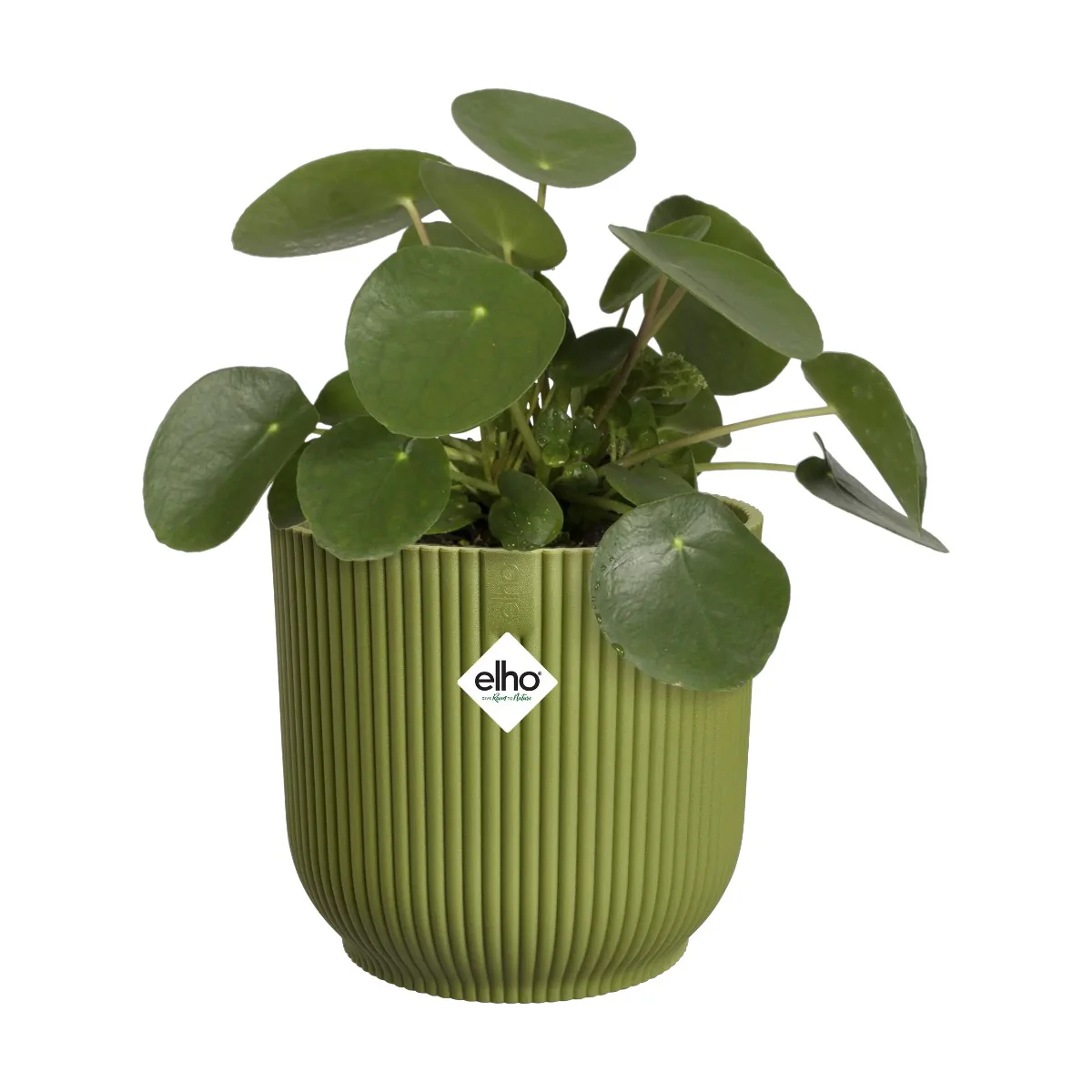 Maceta Verde Helecho Vibes Fold Round Elho 14cm 100% reciclado - Image 2