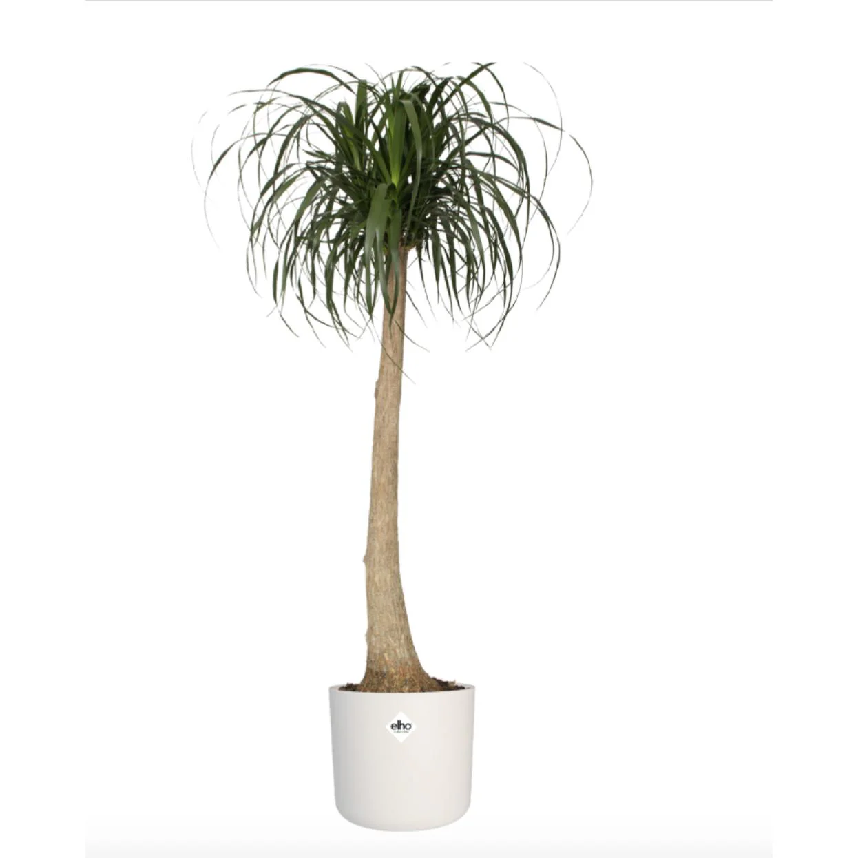 Macetero B.for Soft Round Elho Blanco 25 cm - Image 4