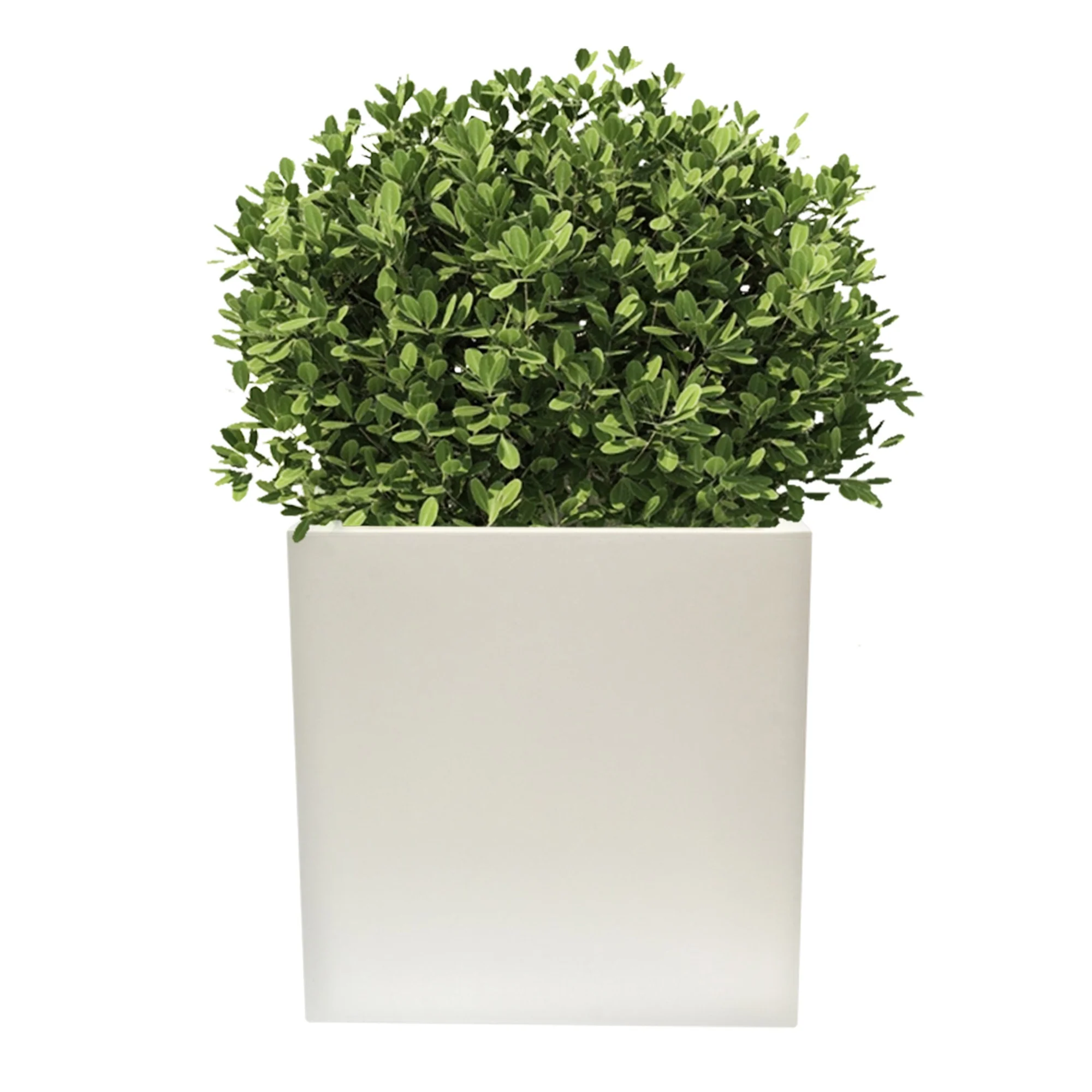 Macetero De Polietileno Blanco 50x50 Cm - Image 3