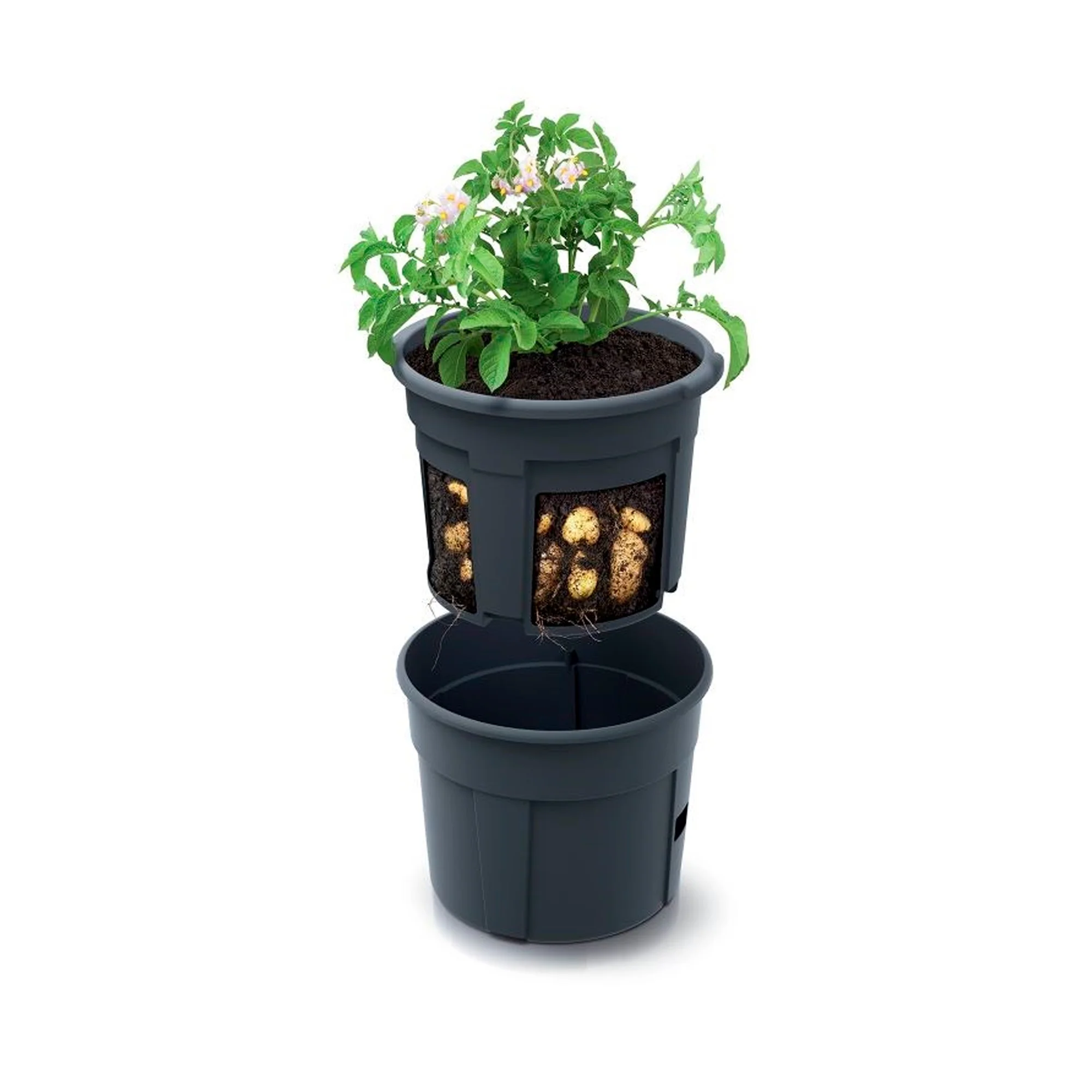 Macetero Para Cultivo De Patatas Prosperplast Potato Grower De Plastico En Color Antracita 39,2 (largo) X 39,2 (ancho) X 31,6 (alto) Cm - Image 2