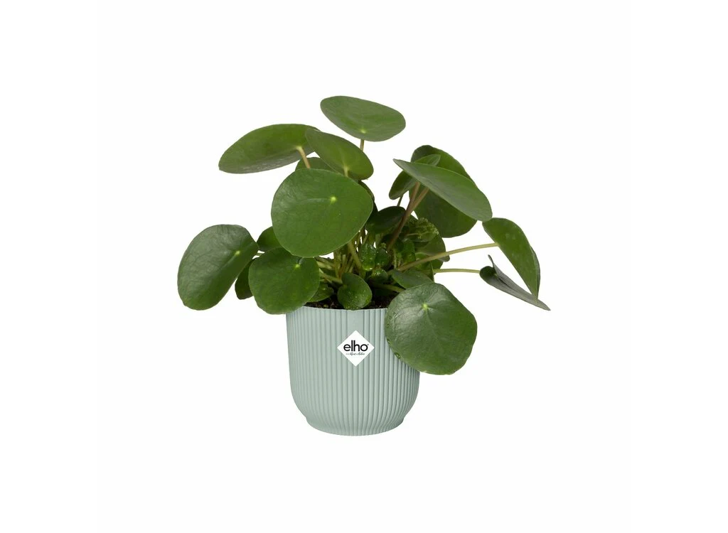 Macetero Vibes Fold Round Elho 14cm Verde Sorbete - Image 2