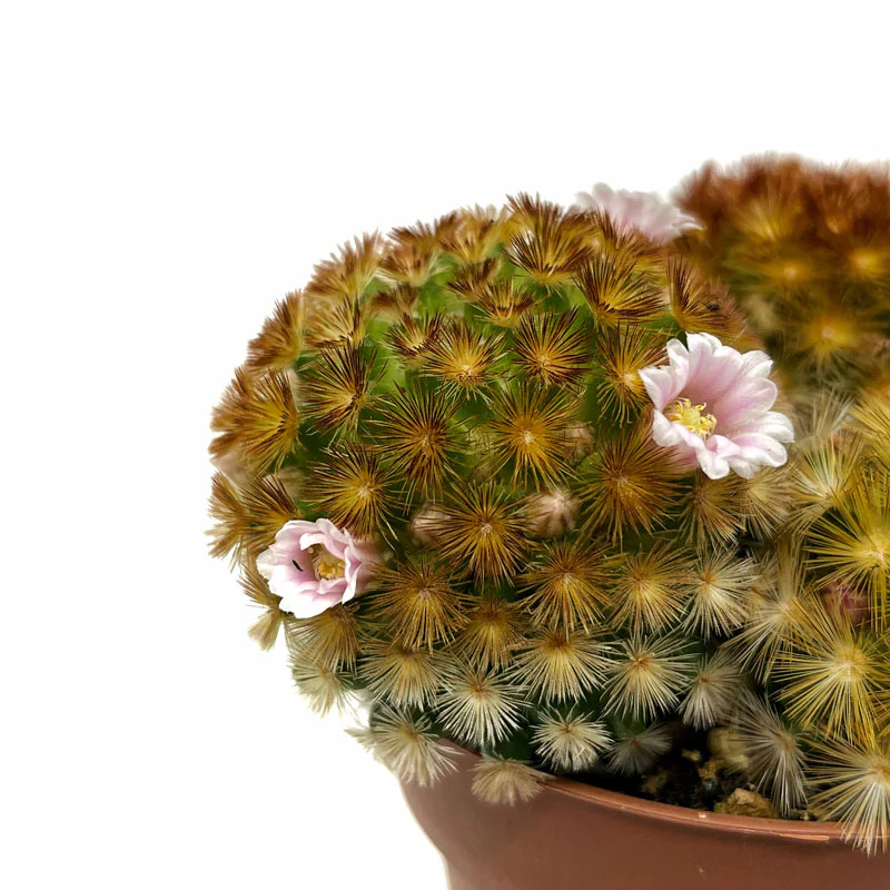 Mammillaria Carmenae Var. Rubrispina Cactus Y Suculentas M8,5 cm Ø - Image 3
