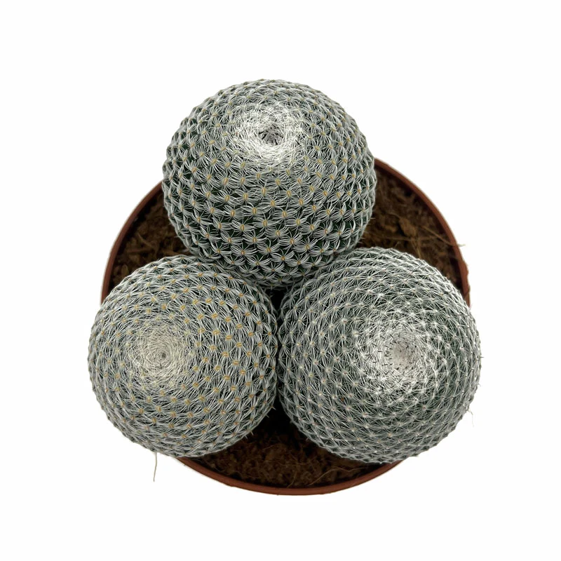 Mammillaria Haageana Subs. Elegans Cactus Y Suculentas M8,5 cm Ø - Image 2