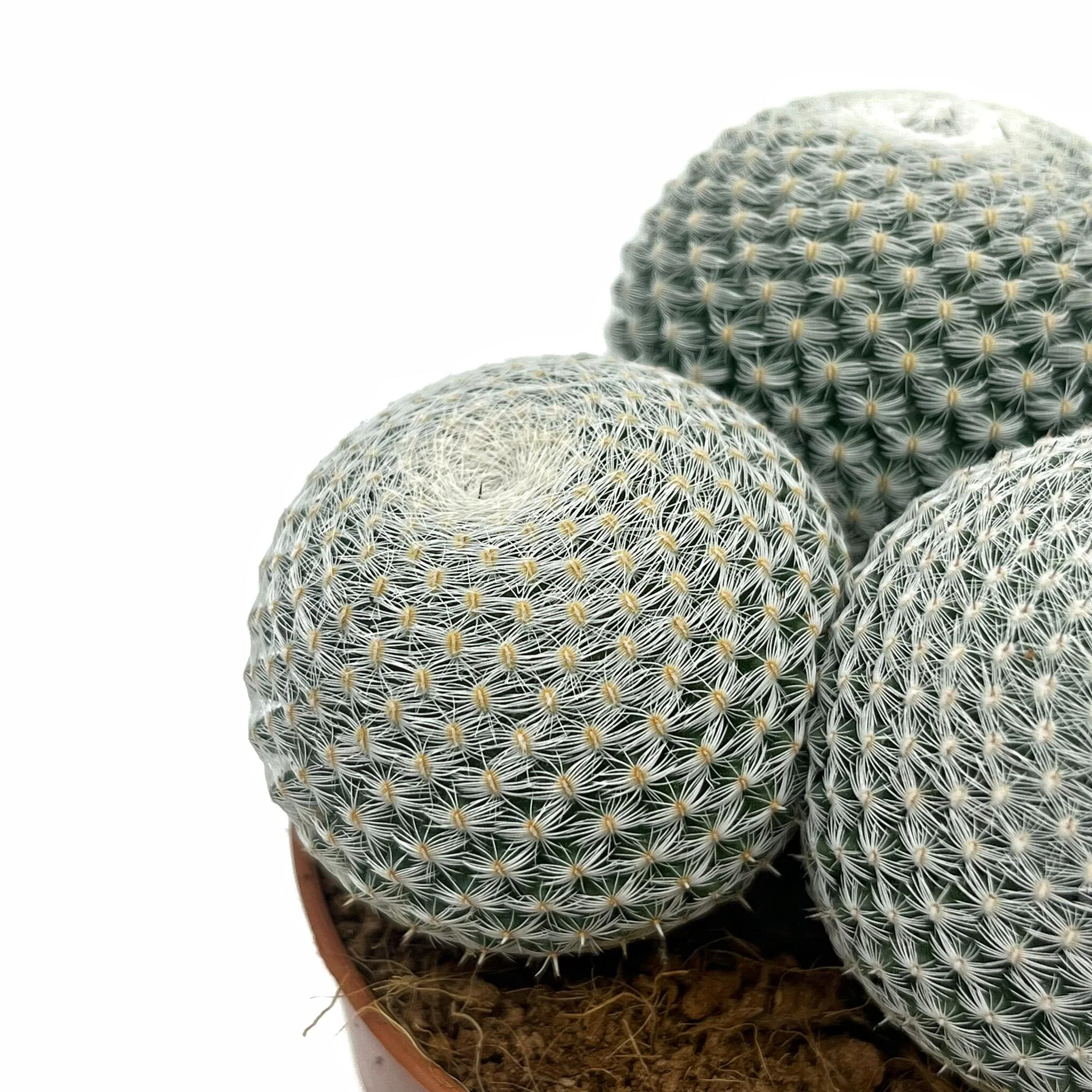 Mammillaria Haageana Subs. Elegans Cactus Y Suculentas M8,5 cm Ø - Image 3