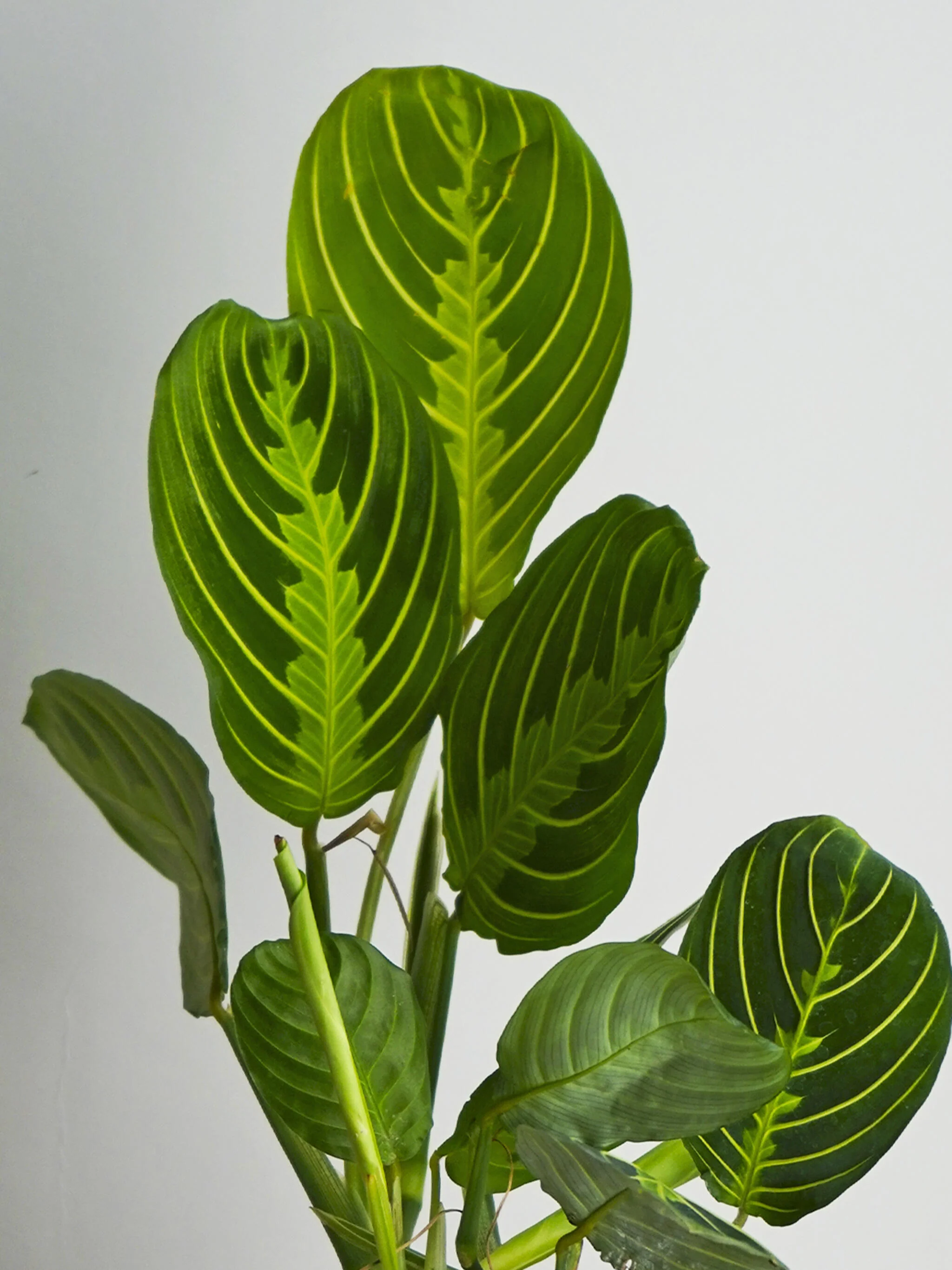 Maranta Lemon Lime - Image 2