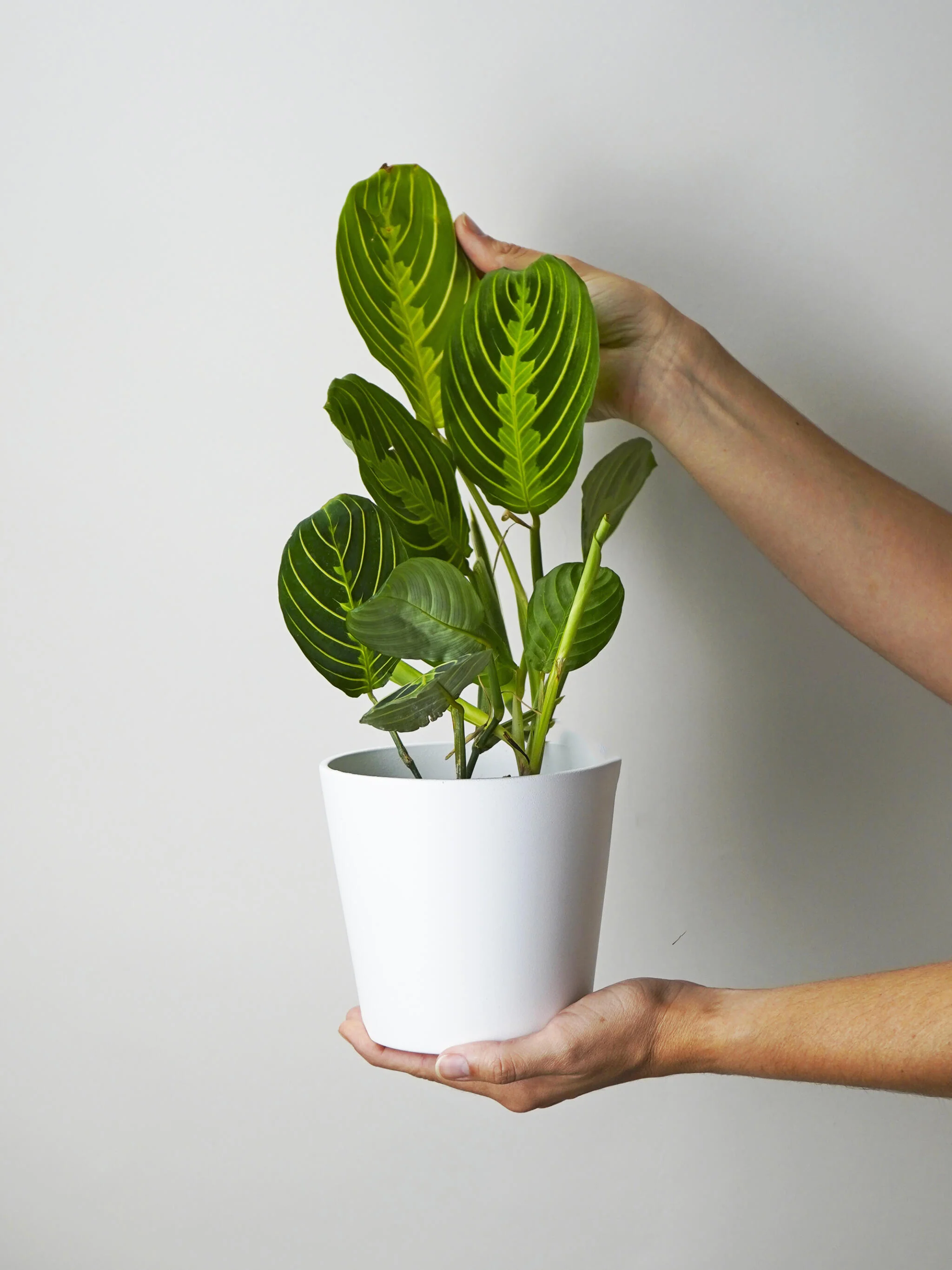 Maranta Lemon Lime - Image 3