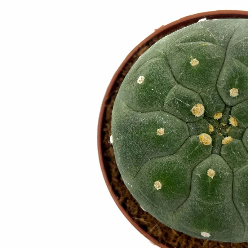 Matucana Madisoniorum Cactus Y Suculentas M8,5 cm Ø - Image 3