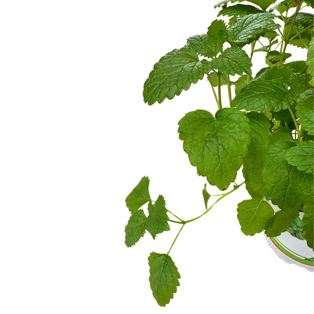 Melisa Planta Aromática Y Medicinal (melissa Officinalis) - Image 2