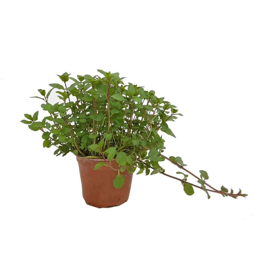 Menta Chocolate M13 - Image 2