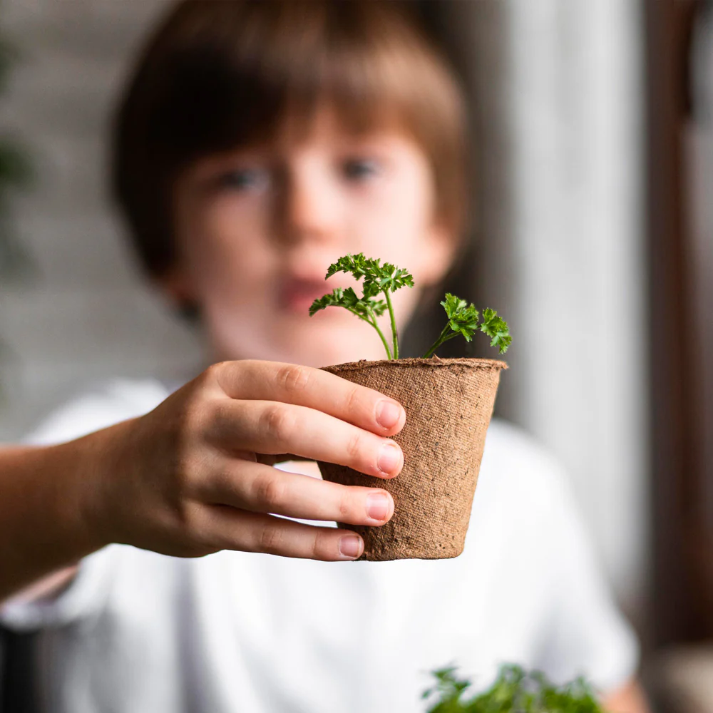 Mi Primer Cultivo De Fresa | Kit Educativo Stem Para Cultivar Fresas En Casa - Image 3