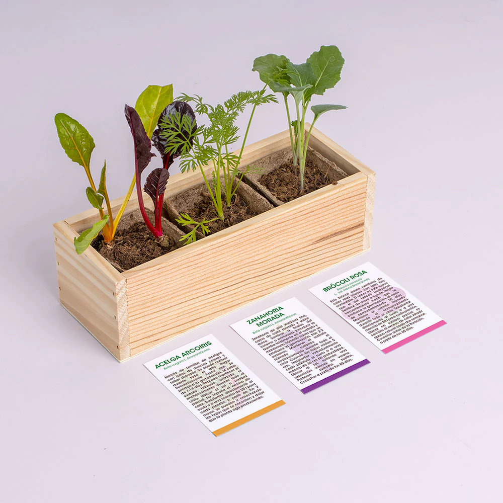 Mini Huerto De Extrañas Hortalizas (acelga Arcoíris, Zanahoria Morada Y Brócoli Rosa) | Regalo Original - Image 3