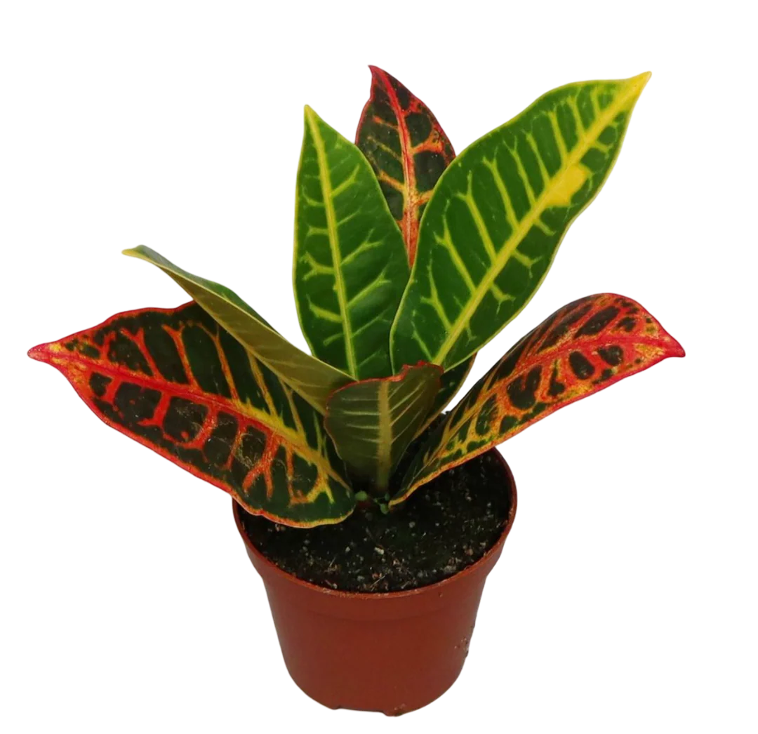 Mini Planta Croton Petra Para Interior Y Terrarios Ø6