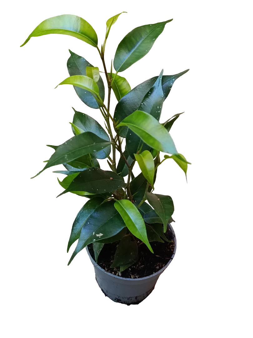 Mini Planta Ficus Benjamina Para Interior Y Terrarios Ø6