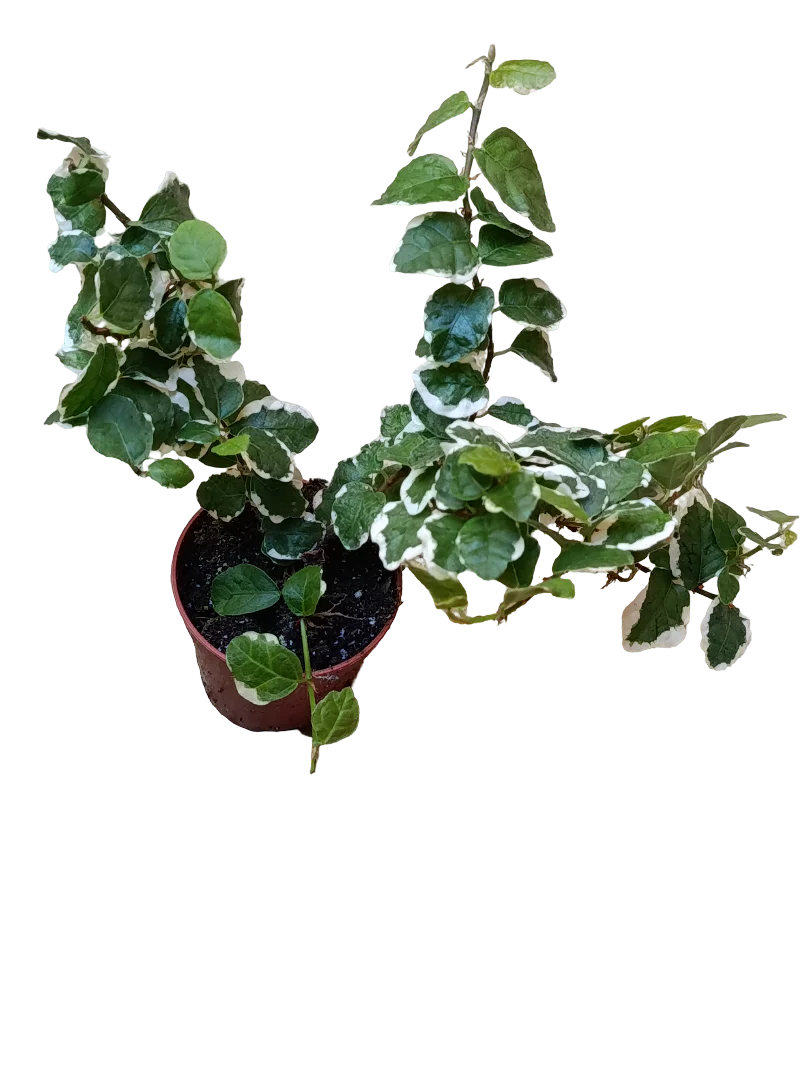 Mini Planta Ficus Sunny Enredadera Para Interior Y Terrarios Ø6