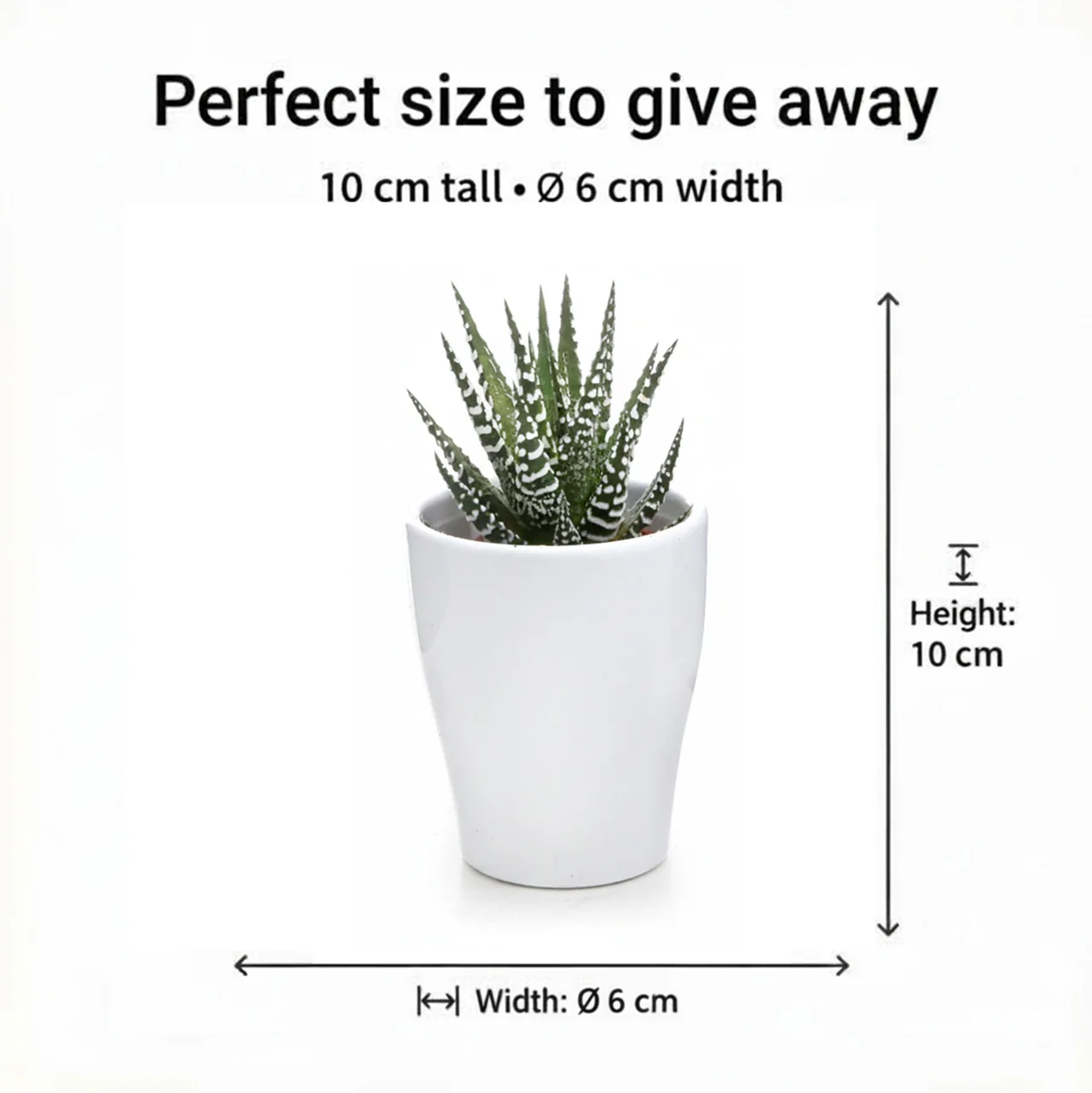 Mini Plantas De Interior Y Helechos - 10 Unidades - Para Terrario - Image 4