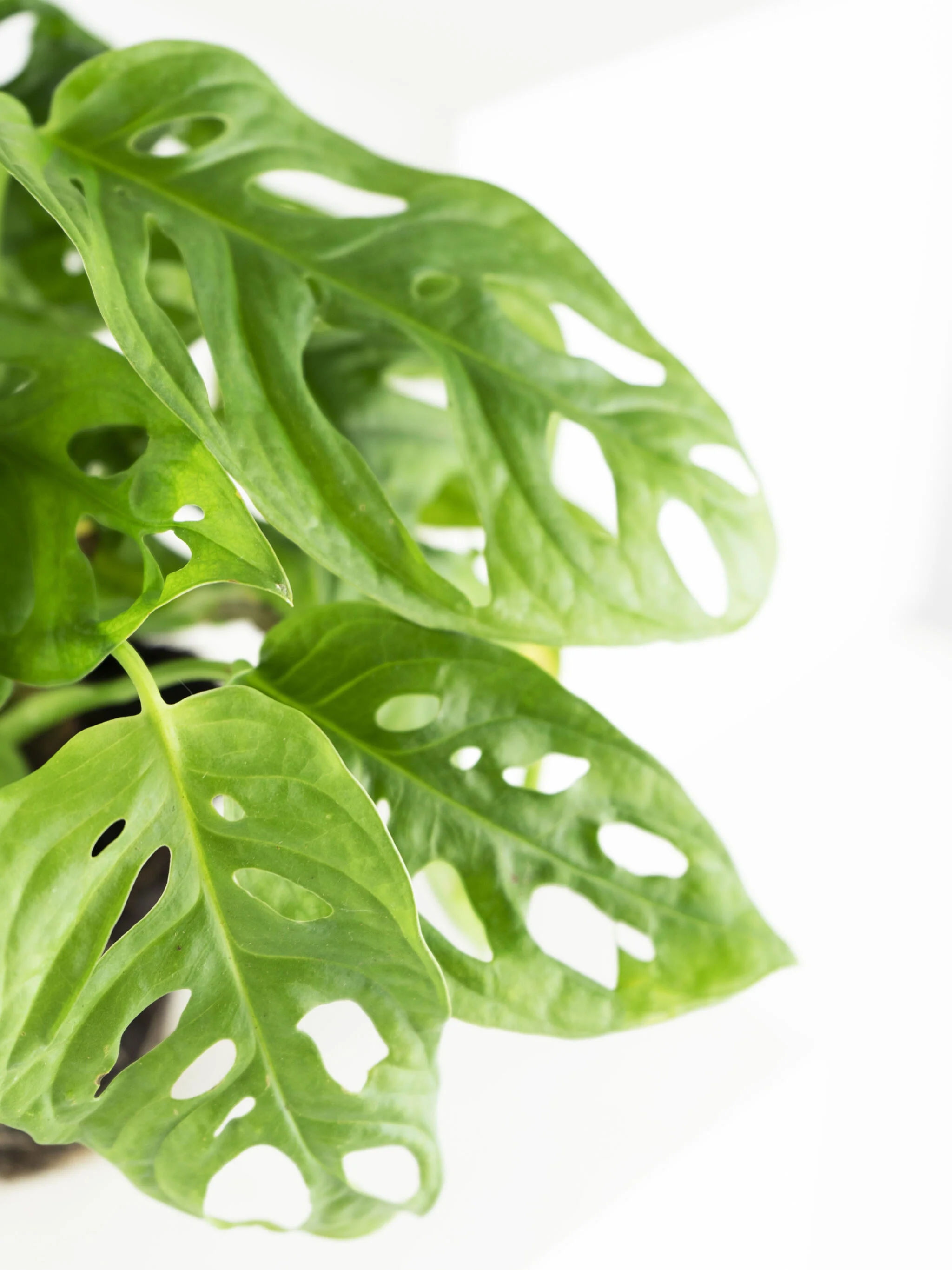 Monstera Adansonii | Altura 35cm - Diámetro 12cm - Image 2