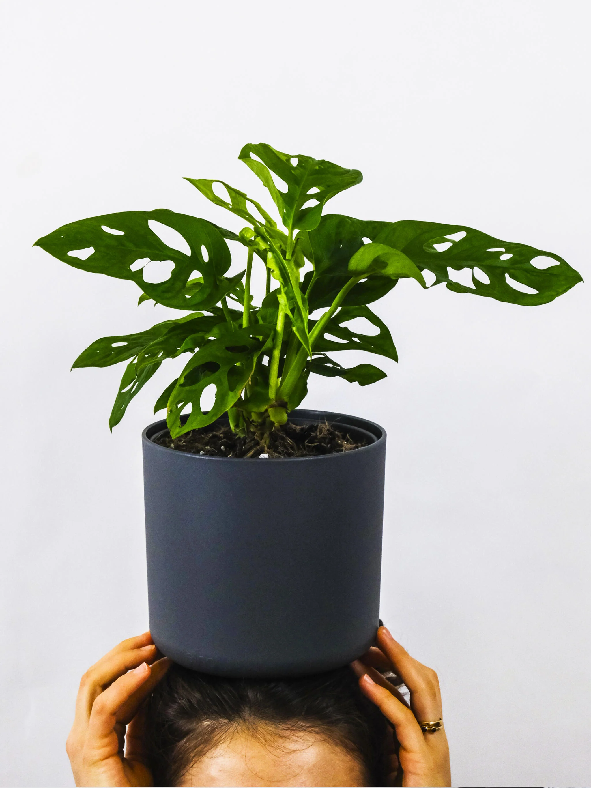 Monstera Adansonii | Altura 35cm - Diámetro 12cm - Image 3