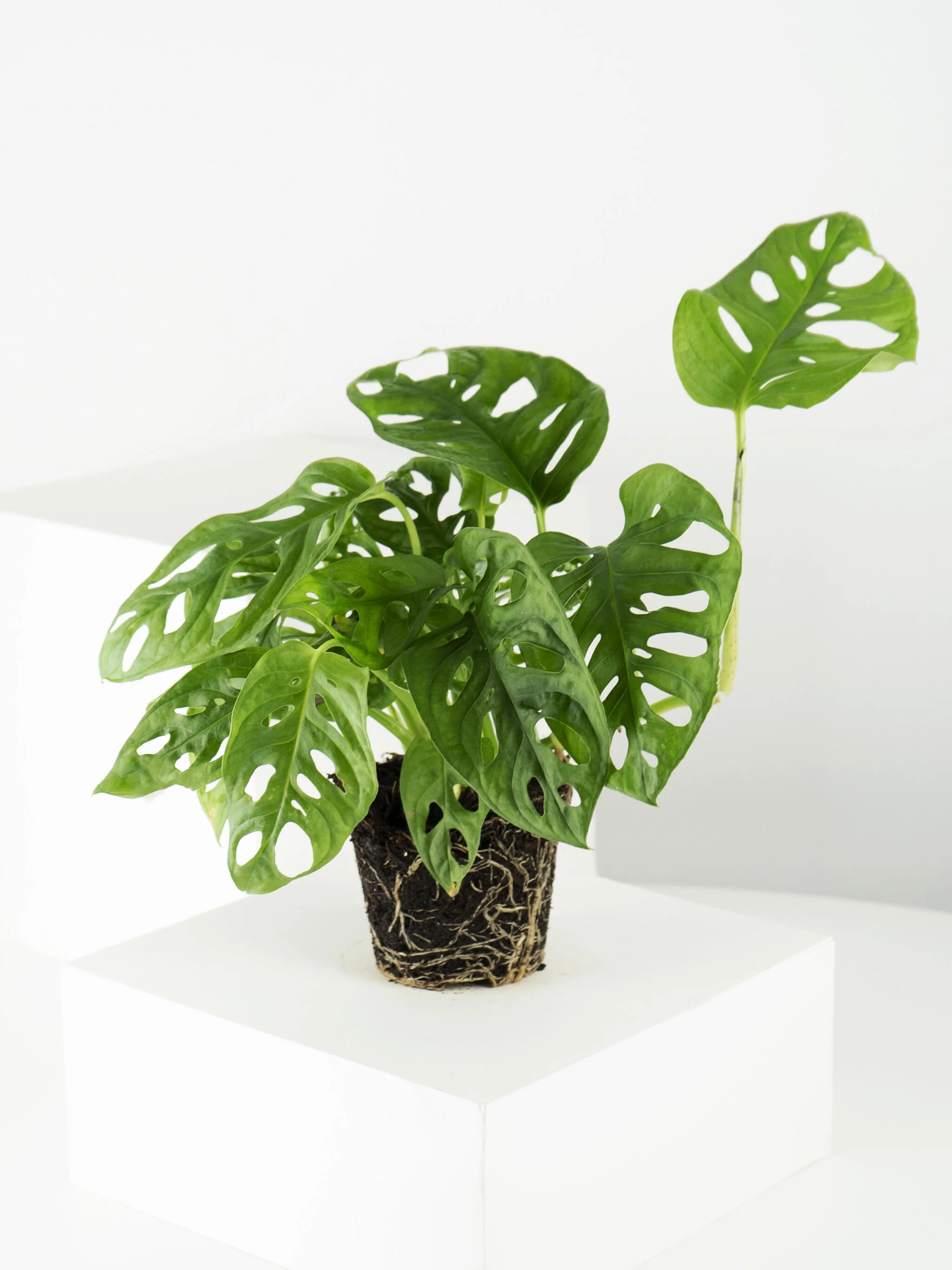 Monstera Adansonii | Altura 35cm - Diámetro 12cm - Image 4