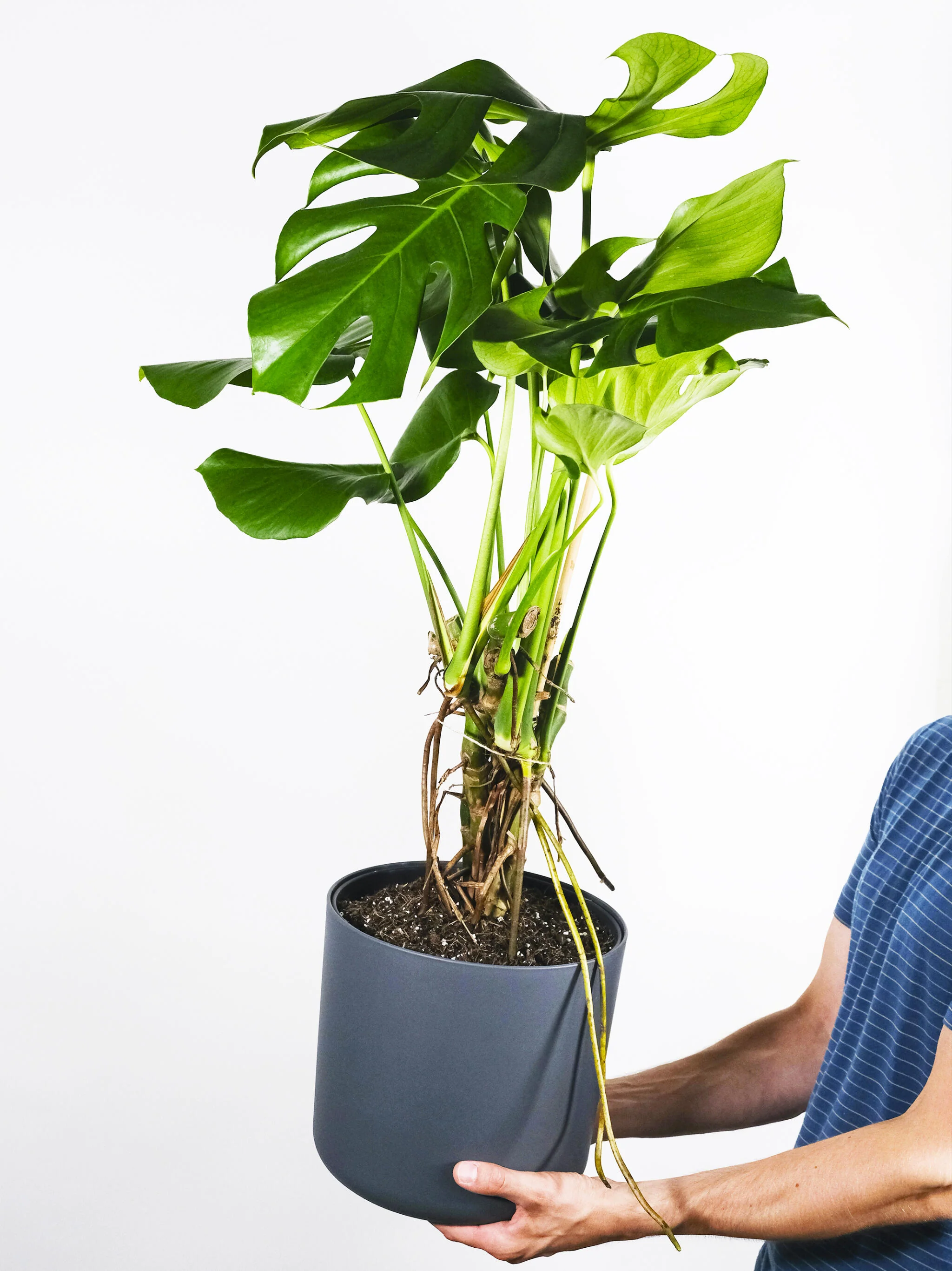 Monstera Deliciosa | Altura 70cm - Maceta 17cm - Image 3